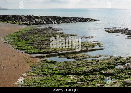 Couvert d'algues sur la plage des roches de craie à Rottingdean près de Brighton, East Sussex, Angleterre. Marée basse Banque D'Images