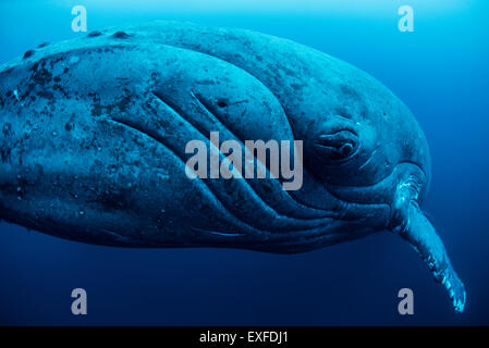 Femme curieuse baleine à bosse, gros plan, Roca Partida, Revillagigedo, Mexique Banque D'Images