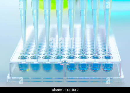 Pipette à partir des échantillons multiples et multiples dans un laboratoire du bac Banque D'Images