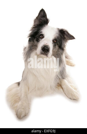 Border Collie chien adulte seul dans un studio de pose Banque D'Images