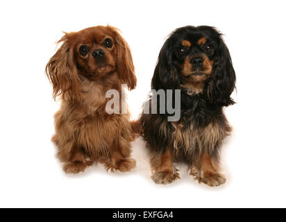 Cavalier King Charles Spaniel Deux adultes assis dans un studio Banque D'Images