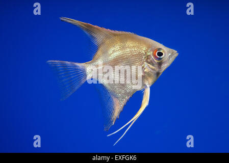 Poissons ange Pterophyllum adulte seul dans un aquarium Banque D'Images