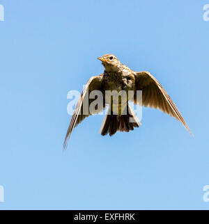 Alauda arvensis skylark jeunes planant au-dessus d'un champ Dorset UK Banque D'Images