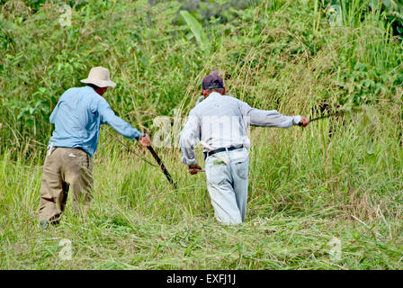BOQUETE, Chiriqui, PANAMA, le 17 décembre 2006. Les hommes panaméen fenaison dans une ferme avec de longs couteaux machette. Banque D'Images
