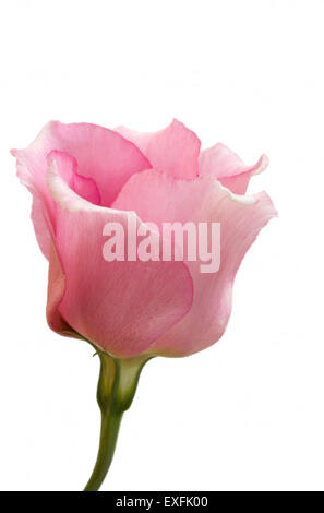 Belle fleur lisianthus rose sur blanc Banque D'Images