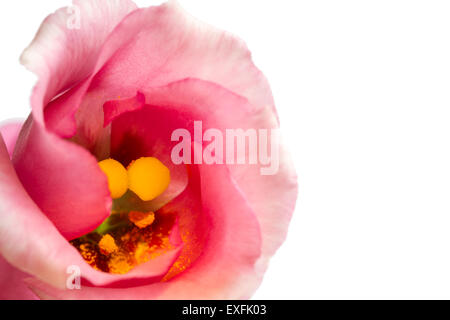 Close up beaux lisianthus rose flower on white Banque D'Images