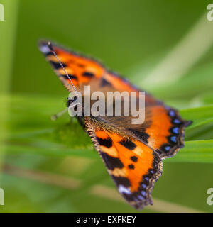 Petit papillon écaille se reposant dans les sous-bois, Yorkshire, UK Banque D'Images