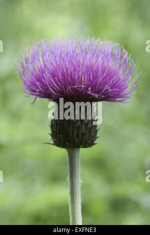 Mélancolie Cirsium heterophyllum) Banque D'Images