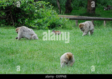 Stoke on Trent, dans le Staffordshire, au Royaume-Uni. 12 juillet, 2015. Un bébé Macaque de Barbarie chez les adultes à la forêt des singes à Trentham Estate près de Stoke on Trent, dans le Staffordshire : Jonathan Clarke/Alamy Live News Banque D'Images