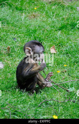 Stoke on Trent, dans le Staffordshire, au Royaume-Uni. 12 juillet, 2015. Un bébé Macaque de Barbarie à la forêt des singes à Trentham Estate près de Stoke on Trent, dans le Staffordshire : Jonathan Clarke/Alamy Live News Banque D'Images