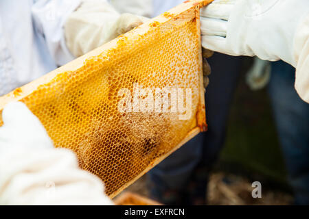 L'atelier apiculture. Maintenant le miel super Banque D'Images