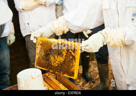 L'atelier apiculture. La tenue d'un miel super Banque D'Images