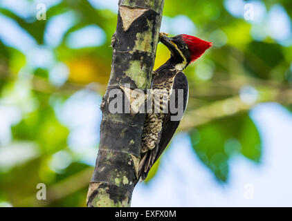 Un Lineated Woodpecker (Dryocopus lineatus) recherche de nourriture sur un arbre. Quito, Equateur. Banque D'Images