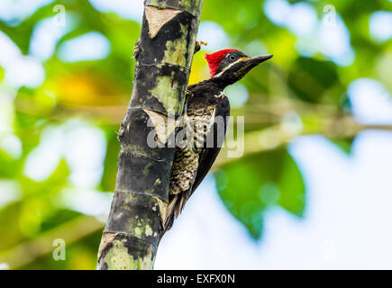 Un Lineated Woodpecker (Dryocopus lineatus) sur un arbre. Quito, Equateur. Banque D'Images