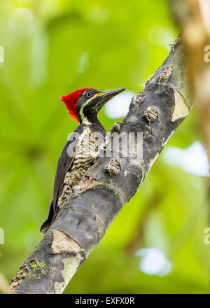 Un Lineated Woodpecker (Dryocopus lineatus) sur un arbre. Quito, Equateur. Banque D'Images