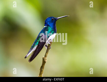 Un White-necked Jacobin (Florisuga mellivora) hummingbird perché sur une branche. Quito, Equateur. Banque D'Images