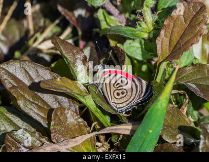 Vingt-huit d'Anna (papillon Diaethria anna). Quito, Equateur. Banque D'Images