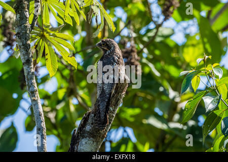 Un parfaitement camouflé (Nyctibius griseus Common Potoo) perché sur une souche d'arbre au cours de la journée. Banque D'Images