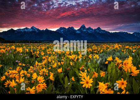 Wiildflowers au coucher du soleil dans le Wyoming's Grand Teton National Park. Banque D'Images