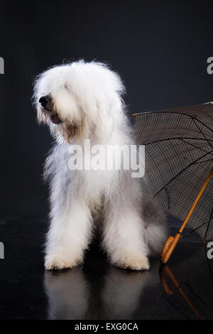 Animaux domestiques chien blanc isolé sur les animaux animaux studio shot une obéissance à la longueur de l'arrière-plan national canin mignon assis Banque D'Images