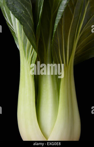 Closeup portrait of Baby Bok Choy ou vert sur fond noir. Banque D'Images