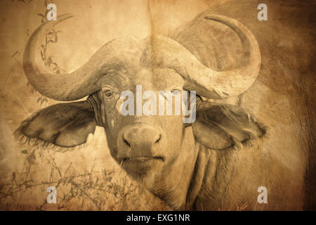 Portrait d'un d'Afrique, Syncerus caffer, sépia image vintage avec effet grunge. Banque D'Images