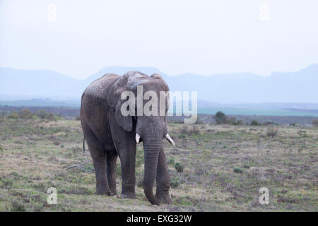 Garden Route Game Lodge , Albertina , Afrique du Sud.éléphant africain Banque D'Images