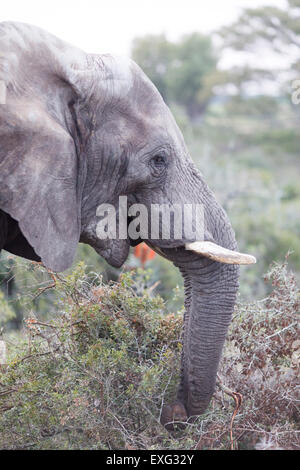 Garden Route Game Lodge , Albertina , Afrique du Sud.éléphant africain Banque D'Images