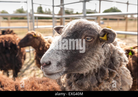 Noir gris et brun foncé moutons Shetland en attente prêt à la plume d'être cisaillé du regard et attentif de ce qui se passe à proximité
