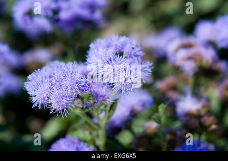 Photo macro d'une fleur mauve Ageratum houstonianum sous le chaud soleil de l'été Banque D'Images