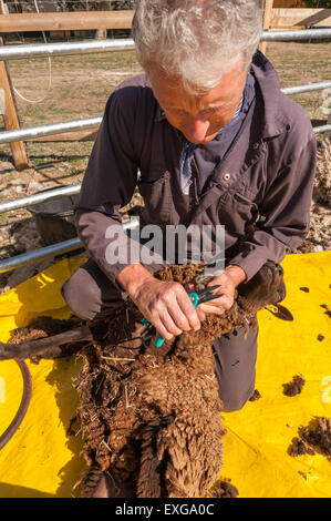 Moutons Shetland sur feuille de plastique pour garder propre toison clipping ongles sabot avant le cisaillement l'agriculture et à l'élevage Banque D'Images