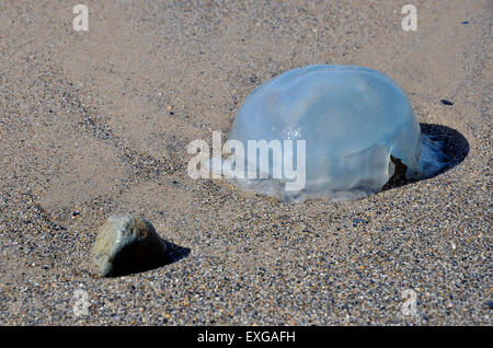 La méduse Aurelia aurita échoué sur une plage de sable à Tywyn, Gwynedd, Pays de Galles. Banque D'Images