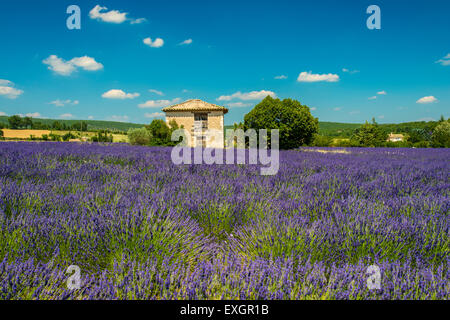 Maison en pierre au milieu d'un champ de lavande en fleur, Provence, France Banque D'Images