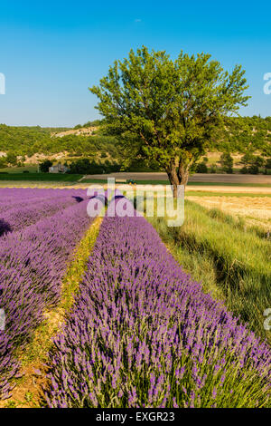 Scenic champ de lavande en Provence, France Banque D'Images