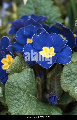 Primula vulgaris (Primevère), fleurs bleu avec centre jaune, close-up Banque D'Images
