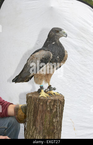 Black-chested Eagle Buzzard (Geranoaetus melanoleucus) perching on tree trunk Banque D'Images