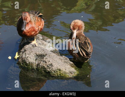 Deux Sarcelles cannelle( Anas cyanoptera), l'un se lissant ses plumes Banque D'Images