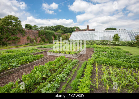 Rangées de légumes dans le potager à Arley Hall gardens dans le Cheshire, en Angleterre. Banque D'Images