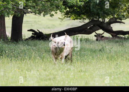 Le pâturage du bétail sauvage au parc de Chillingham, Northumberland, England Banque D'Images