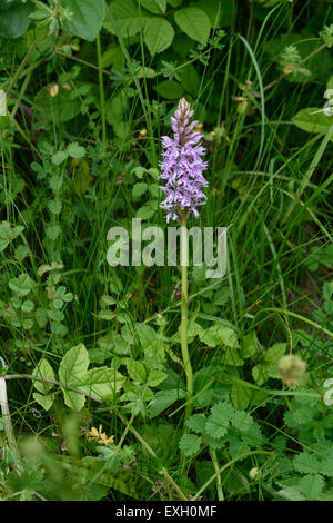 La commune, d'orchidées Dactylorhiza fuchsii, fleur parmi la végétation downland, Berkshire, Juneleaf Banque D'Images