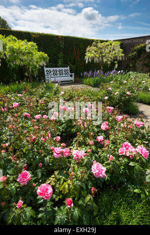 Le jardin du pavillon à Arley Hall dans le Cheshire. Rosiers en fleurs d'été. Banque D'Images