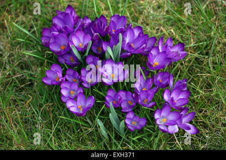 Purple crocus sauvages debout dans l'herbe-de-chaussée Banque D'Images