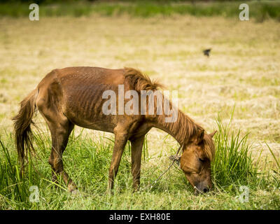 La Thaïlande. 14 juillet, 2015. Bueng San, Nakhon Nayok, THAÏLANDE - Un cheval broute dans un champ de riz desséché à Pathum Thani province. La sécheresse qui a paralysé l'agriculture dans le centre de la Thaïlande a un impact sur les zones résidentielles près de Bangkok. Le gouvernement thaïlandais a signalé que plus de 250 000 foyers dans les provinces entourant Bangkok ont eu leur coupe l'eau domestique parce que les canaux qui fournissent de l'eau pour les usines de traitement locales étaient trop bas pour nourrir les plantes. Les agences gouvernementales locales et l'armée thaïlandaise sont de l'eau par camion pour les collectivités touchées et les maisons. Credit : ZUMA Press, Inc./Alamy Li Banque D'Images