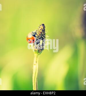 Vintage photo de coccinelle sur l'herbe. Beau portrait de coccinelle rouge dans la nature Banque D'Images