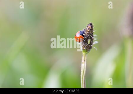 Vintage photo de coccinelle sur l'herbe. Beau portrait de coccinelle rouge dans la nature Banque D'Images