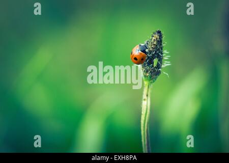 Vintage photo de coccinelle sur l'herbe. Beau portrait de coccinelle rouge dans la nature Banque D'Images