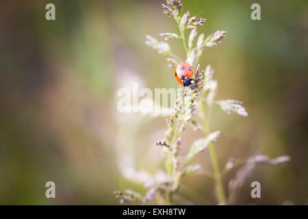 Vintage photo de coccinelle sur l'herbe. Beau portrait de coccinelle rouge dans la nature Banque D'Images