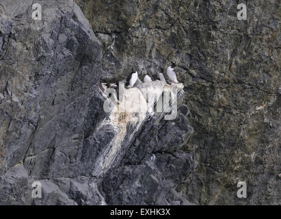 Les guillemots (Uria aalge) nichant sur les falaises du sud-ouest de hirta. Hirta, St Kilda, Ecosse, Royaume-Uni. 08Jul15 Banque D'Images
