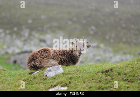 Moutons Soay sont une race d'sheeo (Ovis aries) est descendu dans la population de moutons sur l'île de Soay . Banque D'Images