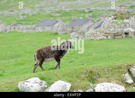 Moutons Soay sont une race d'sheeo (Ovis aries) est descendu dans la population de moutons sur l'île de Soay . Banque D'Images